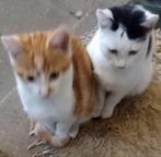 Lieve kittens aangeboden, Dieren en Toebehoren, Katten en Kittens | Raskatten | Korthaar, Meerdere dieren, Ontwormd, 0 tot 2 jaar