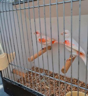 Gezocht verschillende soorten vogels  beschikbaar voor biedingen