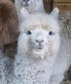 Malin, alpaca huacaya (fok)merrie AAB, Juli, Vrouwelijk