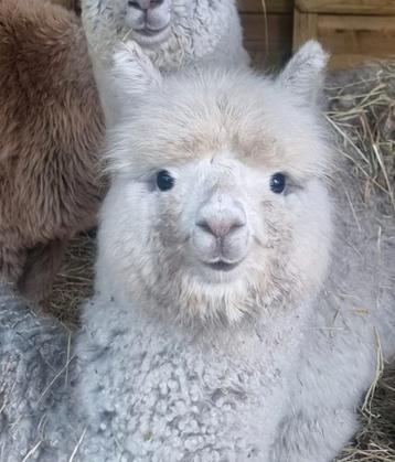 Malin, alpaca huacaya (fok)merrie AAB beschikbaar voor biedingen