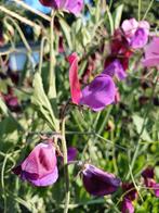 Lathyrus/siererwt zaden mix, Ophalen of Verzenden, Volle zon