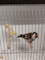 Aangeboden Major Putters, Dieren en Toebehoren, Vogels | Overige Vogels, Meerdere dieren, Wildzangvogel, Geringd