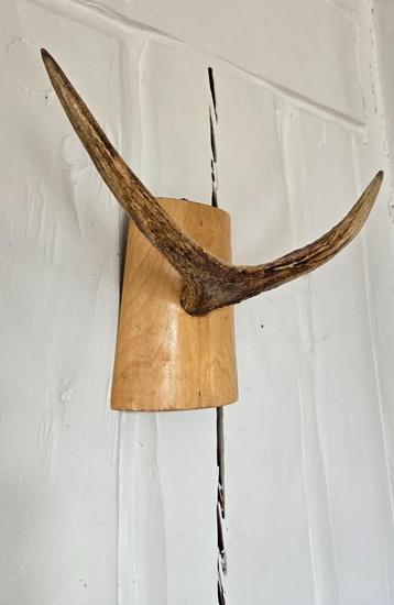 Eland gewei * kapstok wanddecoratie *  beschikbaar voor biedingen