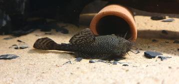 Ancistrus koppel +- 6maanden oud. beschikbaar voor biedingen