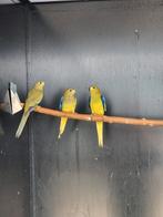 Elegantparkiet | Broedkoppels | Deskundig advies, Dieren en Toebehoren, Vogels | Parkieten en Papegaaien, Meerdere dieren, Parkiet