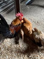 Serama kippen, Dieren en Toebehoren, Pluimvee, Meerdere dieren, Kip