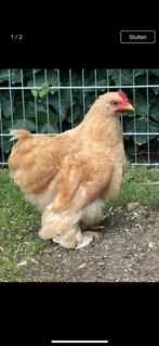 Cochin haantje, Dieren en Toebehoren, Pluimvee, Meerdere dieren, Kip