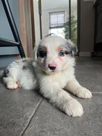 aussie pups, raszuivere Australian shepherd., Parvo, 8 tot 15 weken, Meerdere, Meerdere dieren