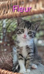 Deze knappe kittens zijn opzoek naar nieuw personeel, Dieren en Toebehoren, Katten en Kittens | Raskatten | Korthaar, Meerdere dieren