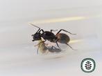 CAMPONOTUS CRUENTATUS MET BROED EN/OF WERKSTERS, Dieren en Toebehoren, Mieren