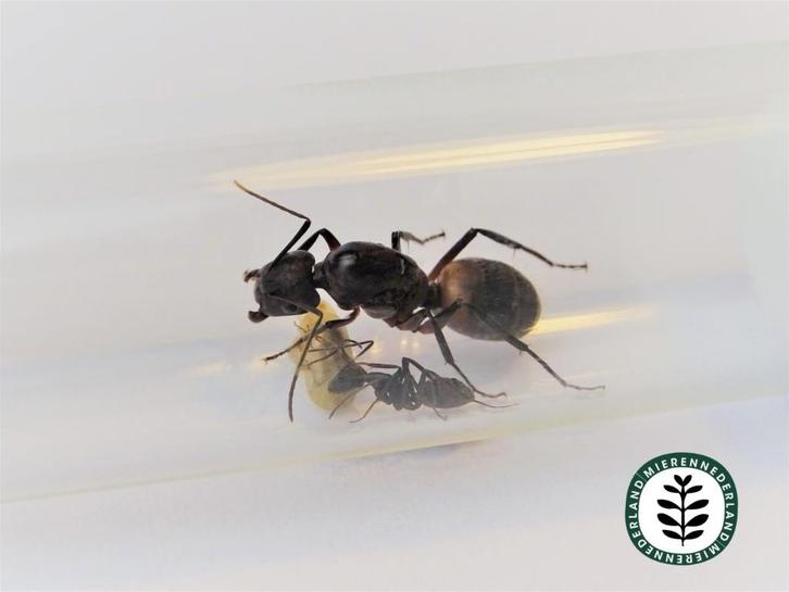 CAMPONOTUS CRUENTATUS MET BROED EN/OF WERKSTERS, Dieren en Toebehoren, Insecten en Spinnen, Mieren