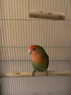 Dwergpapegaai agapornis met kooi, Dieren en Toebehoren, Vogels | Parkieten en Papegaaien, Vrouwelijk, Dwergpapegaai of Agapornis