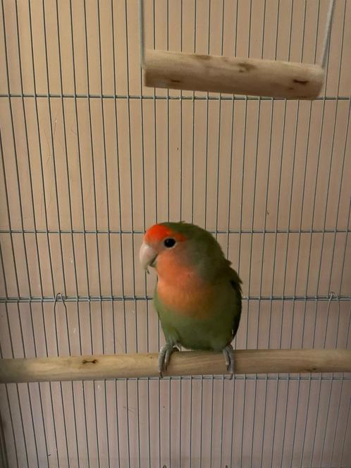 Dwergpapegaai agapornis met kooi, Dieren en Toebehoren, Vogels | Parkieten en Papegaaien, Dwergpapegaai of Agapornis, Vrouwelijk