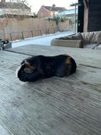 Te koop 4 cavia zeugjes, Dieren en Toebehoren, Knaagdieren, Juni, Vrouwelijk, Cavia