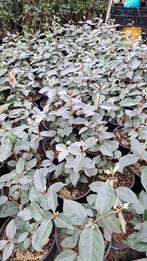 elaeagnus ebbingei compacta groenblijvend in de winter, Ophalen of Verzenden, Overige soorten, 100 tot 250 cm