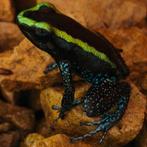 Phyllobates aurotaenia 'Groen', Dieren en Toebehoren, Reptielen en Amfibieën, Amfibie, 0 tot 2 jaar