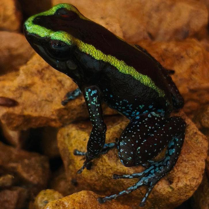 Phyllobates aurotaenia 'Groen', Dieren en Toebehoren, Reptielen en Amfibieën, Amfibie, 0 tot 2 jaar