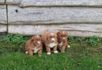 Mooie Nova scotia pups, Dieren en Toebehoren, Overige rassen, 8 tot 15 weken, CDV (hondenziekte), Meerdere