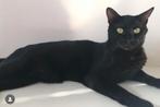 Lieve kat Bagheera zoekt een nieuw thuis met tuin, Dieren en Toebehoren, Katten en Kittens | Raskatten | Korthaar, Kater, Gechipt