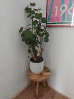 Polyscias met pot en krukje, Huis en Inrichting, Kamerplanten, Ophalen, Overige soorten, Halfschaduw, In pot