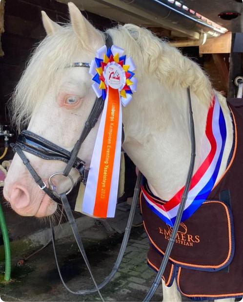*DROOMPONY* allround D pony ruin, Dieren en Toebehoren, Pony's, Ruin, M, D pony (1.37m tot 1.48m), Springpony, 7 tot 10 jaar, Met stamboom