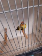 Te koop gele putters, Dieren en Toebehoren, Vogels | Overige Vogels, Meerdere dieren, Wildzangvogel, Geringd