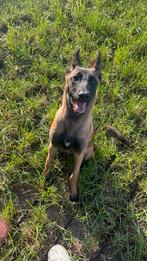 Mechelse heder x Husky 10 maanden, 15 weken tot 1 jaar, Teef, Parvo, Eén hond