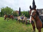 Ponykamp in Heumen!, Ophalen, Nieuw