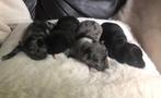 Jack Russel pups unieke kleur !, Dieren en Toebehoren, Honden | Jack Russells en Terriërs, Jack Russell Terriër, CDV (hondenziekte)