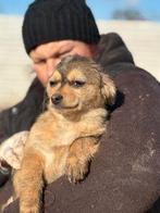 AIN: Veveritza, 15 weken tot 1 jaar, Handelaar, Buitenland, Teef