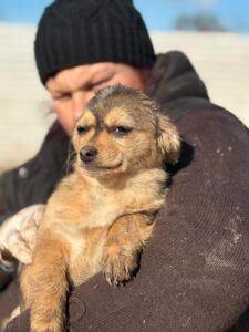 AIN: Veveritza, Dieren en Toebehoren, Honden | Niet-rashonden, Klein, Teef, Handelaar, Eén hond, Buitenland, 15 weken tot 1 jaar