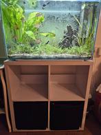 Compleet aquarium (tropisch zoetwater), Dieren en Toebehoren, Vissen | Aquaria en Toebehoren, Ophalen, Zo goed als nieuw, Gevuld zoetwateraquarium