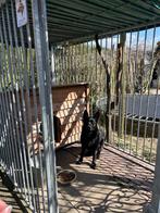 Hondenkennel met hok, Dieren en Toebehoren, Hondenhokken, Ophalen, Hondenkennel, 100 cm of meer, 110 cm of meer