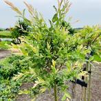 Salix integra Hakuro nishiki, Bonte wilg, flamingoboom, Vaste plant