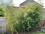GRATIS.Mooie bamboe, Tuin en Terras, Planten | Tuinplanten, Ophalen, Bloeit niet, Overige soorten, Halfschaduw