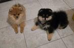 Pomeranian puppy's met NL/FCI stamboom, 15 weken tot 1 jaar, Reu, Meerdere, Nederland