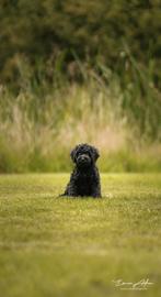 3 Multigen labradoodle reu puppy's zie Instagram💙🩵💙, Dieren en Toebehoren, Overige rassen, CDV (hondenziekte), 8 tot 15 weken