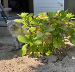 kruising britse langhaar kitten, nog 1 beschikbaar, Dieren en Toebehoren, Katten en Kittens | Raskatten | Langhaar, Meerdere dieren