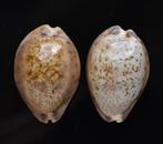 Schelpen: Cypraea robertsi 23,5-24,4mm  Set van 2, Ophalen of Verzenden, Schelp(en)