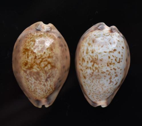 Schelpen: Cypraea robertsi 23,5-24,4mm  Set van 2, Verzamelen, Mineralen en Fossielen, Schelp(en), Ophalen of Verzenden