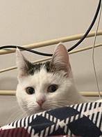 Katten, Dieren en Toebehoren, Katten en Kittens | Raskatten | Korthaar, Meerdere dieren, 0 tot 2 jaar