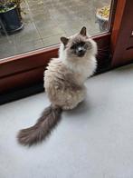 Lieve Ragdoll-kater Teddy (6 jaar) zoekt rustig nieuw thuis, Kater, Gechipt, 6 jaar of ouder