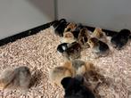 Cochin hen kriel kuikens, Vrouwelijk, Kip