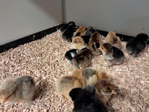Cochin hen kriel kuikens, Dieren en Toebehoren, Pluimvee, Kip, Vrouwelijk