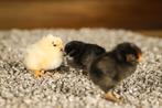 Wyandotte groot kippen kuikens | Gesekst en Ingeënt, Dieren en Toebehoren, Pluimvee, Vrouwelijk, Kip