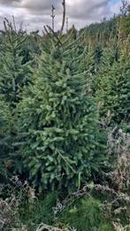 Kerstbomen Potgekweekte Picea Omorika 125/175 en 150/200, Tuin en Terras, Planten | Bomen, Ophalen of Verzenden, Volle zon, Overige soorten