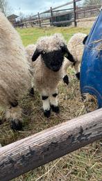 Walliser rammetjes, Mannelijk, Schaap