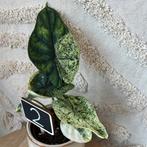 Alocasia dragon scale mint, Huis en Inrichting, Kamerplanten, Ophalen of Verzenden, Halfschaduw, Minder dan 100 cm