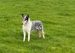 Een goed tehuis gezocht voor Korthaar Collie., 6 jaar of ouder, Parvo, Teef, Collie