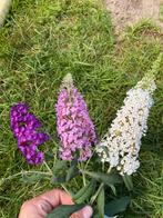 Vlinderstruik wit, paars of roze. Buddleja, Ophalen, Overige soorten, Volle zon